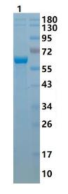 SDS-PAGE (GGT1-048H).jpg